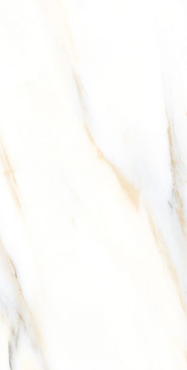 AGL Calacatta Gold Matte 12 x 24