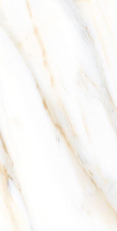 AGL Calacatta Gold Matte 12 x 24