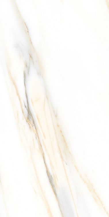 AGL Calacatta Gold Matte 12 x 24